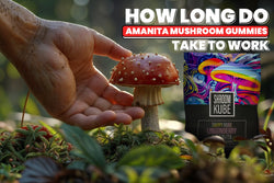 Image of How Long Do Amanita Mushroom Gummies Take to Work?