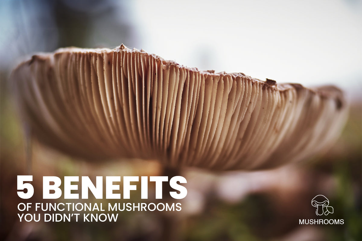 5 Benefits of Functional Mushrooms You Didn’t Know