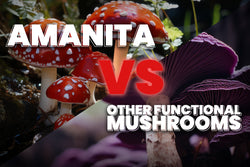 Image of Amanita vs. Other Functional Mushrooms: What Makes Amanita Different?