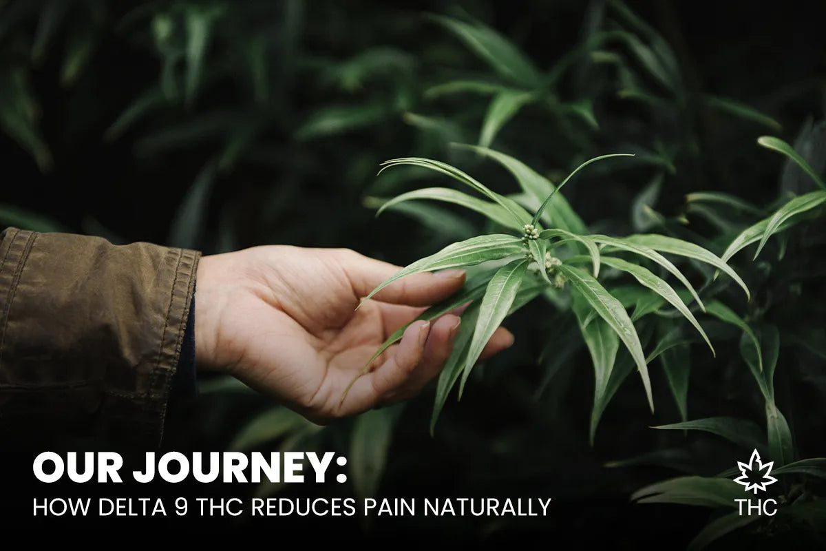 Our Journey How Delta 9 THC Reduces Pain Naturally