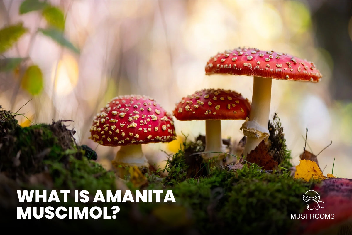 What is Amanita Muscimol?